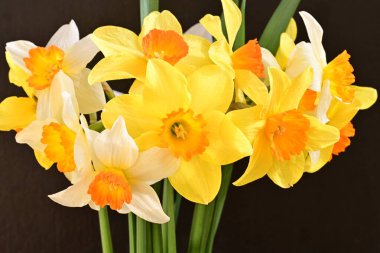 Beyaz arka planda güzel nergisler, üst manzara..