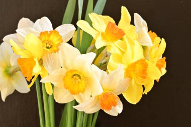 Beyaz arka planda güzel nergisler, üst manzara..