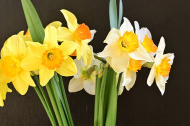 Beyaz arka planda güzel nergisler, üst manzara..