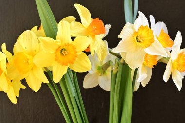 Beyaz arka planda güzel nergisler, üst manzara..