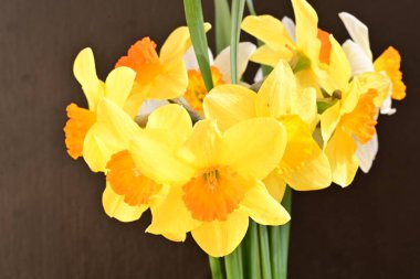 Beyaz arka planda güzel nergisler, üst manzara..