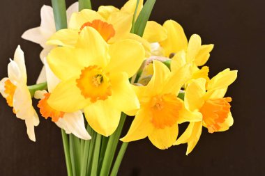 Beyaz arka planda güzel nergisler, üst manzara..