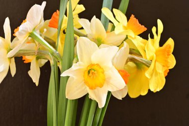 Beyaz arka planda güzel nergisler, üst manzara..