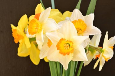 Beyaz arka planda güzel nergisler, üst manzara..