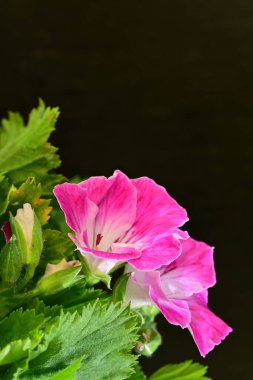 Siyah arka planda güzel pembe çiçekler