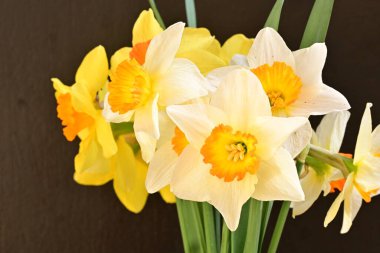 Beyaz arka planda güzel nergisler, üst manzara..