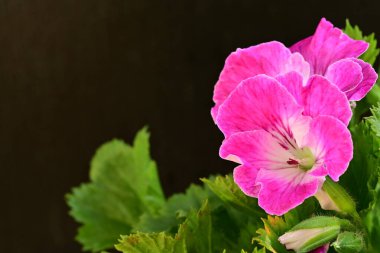 Siyah arka planda güzel pembe çiçekler