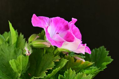 Siyah arka planda güzel pembe çiçekler