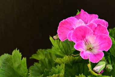 Siyah arka planda güzel pembe çiçekler