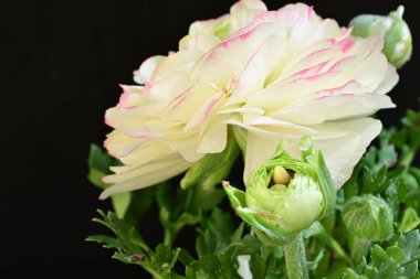 Siyah arkaplanda beyaz ranunculus çiçeğini kapat 