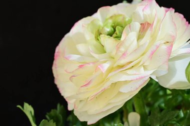 Siyah arkaplanda beyaz ranunculus çiçeğini kapat 