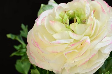 Siyah arkaplanda beyaz ranunculus çiçeğini kapat 