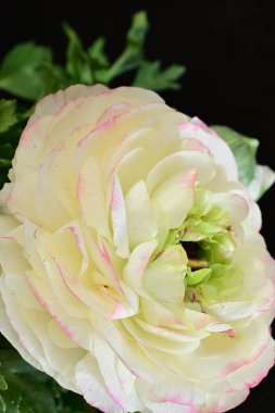 Siyah arkaplanda beyaz ranunculus çiçeğini kapat 