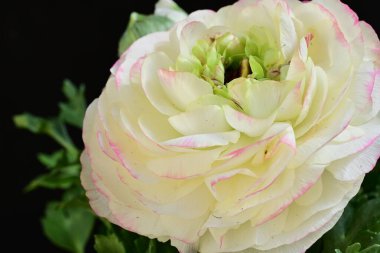 Siyah arkaplanda beyaz ranunculus çiçeğini kapat 