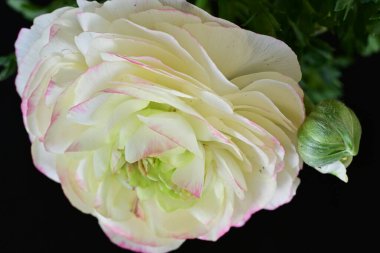 Siyah arkaplanda beyaz ranunculus çiçeğini kapat 