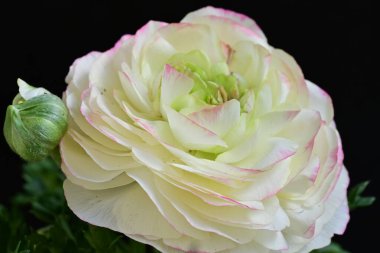 Siyah arkaplanda beyaz ranunculus çiçeğini kapat 