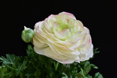 Siyah arkaplanda beyaz ranunculus çiçeğini kapat 