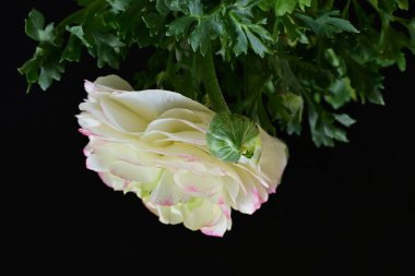 Siyah arkaplanda beyaz ranunculus çiçeğini kapat 