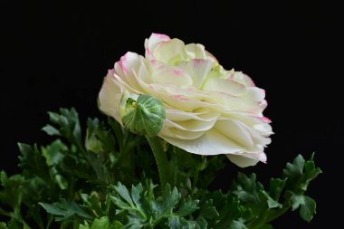 Siyah arkaplanda beyaz ranunculus çiçeğini kapat 