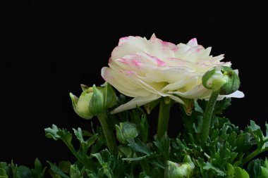 Siyah arkaplanda beyaz ranunculus çiçeğini kapat 