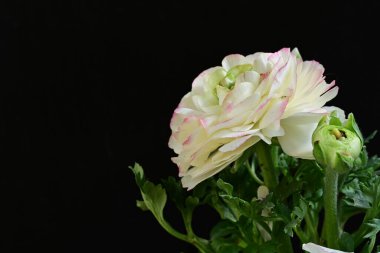 Siyah arkaplanda beyaz ranunculus çiçeğini kapat 