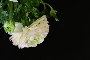 Siyah arkaplanda beyaz ranunculus çiçeğini kapat 