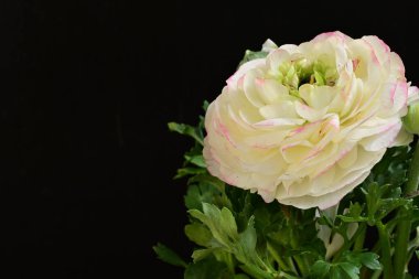 Siyah arkaplanda beyaz ranunculus çiçeğini kapat 