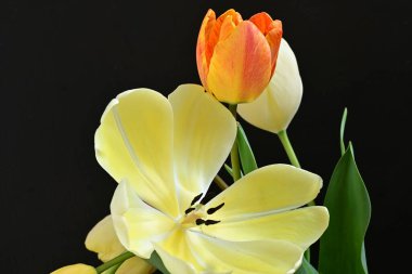 Siyah arka planda sarı lale çiçeklerini kapat