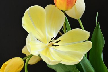 Siyah arka planda sarı lale çiçeklerini kapat