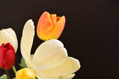 Siyah arka planda parlak lale çiçeklerini kapat