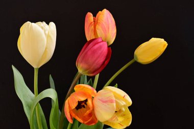 Siyah arka planda parlak lale çiçeklerini kapat