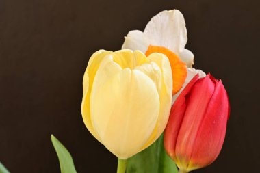 laleler ve narsisli bahar çiçekleri siyah arkaplanı kapatır 