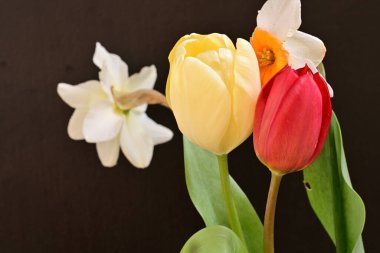 laleler ve narsisli bahar çiçekleri siyah arkaplanı kapatır 