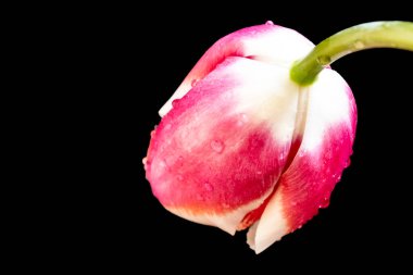 Siyah arka planda güzel pembe çiçekler