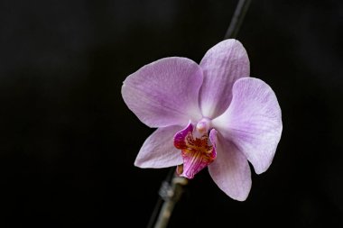 Siyah arkaplanda güzel bir orkide çiçeği 