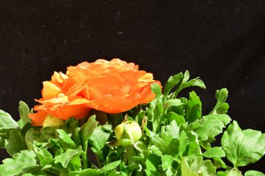 turuncu çalı siyah arka planda yükseldi.