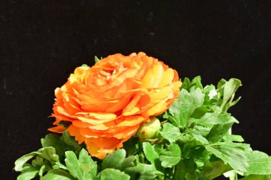 turuncu çalı siyah arka planda yükseldi.