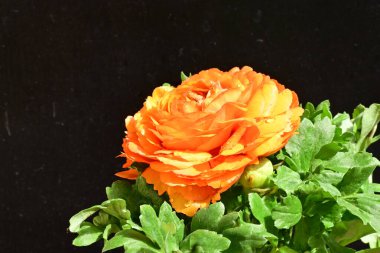 turuncu çalı siyah arka planda yükseldi.