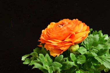 turuncu çalı siyah arka planda yükseldi.