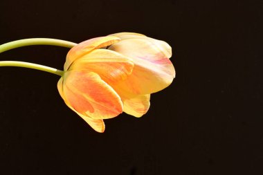 Siyah arka planda güzel laleler. Yakın plan. 