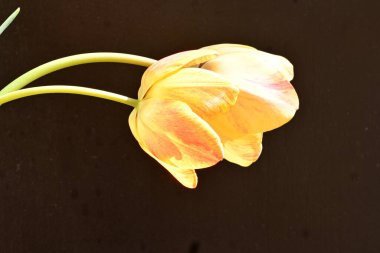 Siyah arka planda güzel laleler. Yakın plan. 