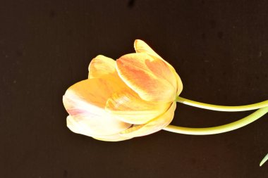 Siyah arka planda güzel laleler. Yakın plan. 