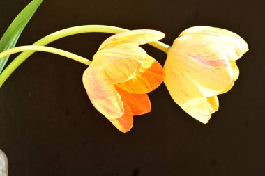 Siyah arka planda güzel laleler. Yakın plan. 