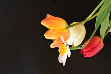 laleler ve narsisli bahar çiçekleri siyah arkaplanı kapatır 