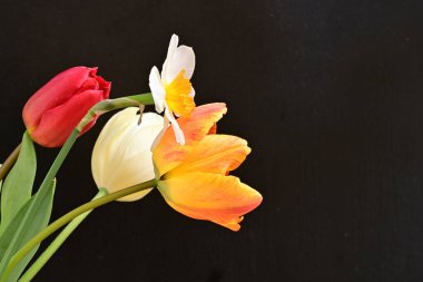 laleler ve narsisli bahar çiçekleri siyah arkaplanı kapatır 