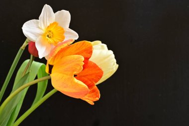 laleler ve narsisli bahar çiçekleri siyah arkaplanı kapatır 