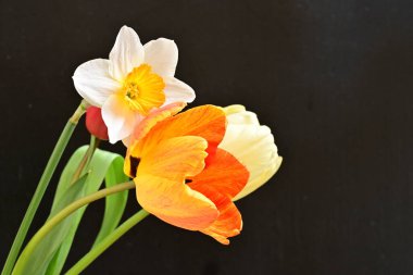 laleler ve narsisli bahar çiçekleri siyah arkaplanı kapatır 