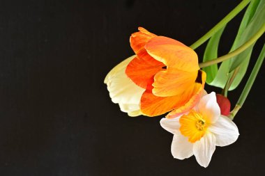 laleler ve narsisli bahar çiçekleri siyah arkaplanı kapatır 