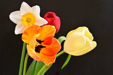 Güzel laleler ve nergisler siyah arka planda