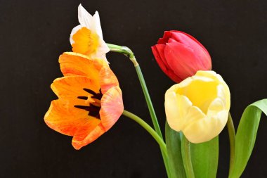 laleler ve narsisli bahar çiçekleri siyah arkaplanı kapatır 